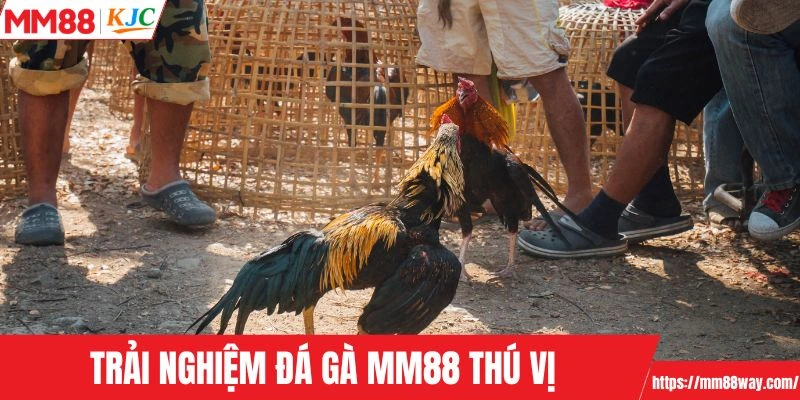 Trải nghiệm đá gà MM88 thú vị, hấp dẫn