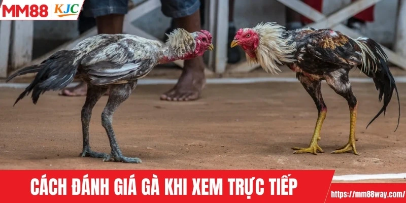 Cách đánh giá gà khi xem trực tiếp