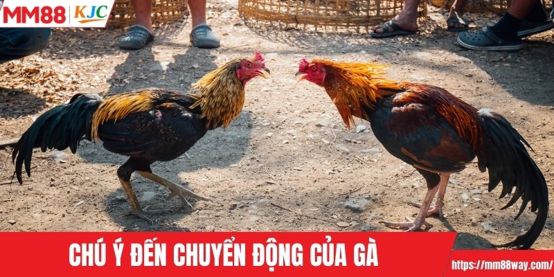 Chú ý đến chuyển động của gà