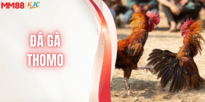 đá gà thomo