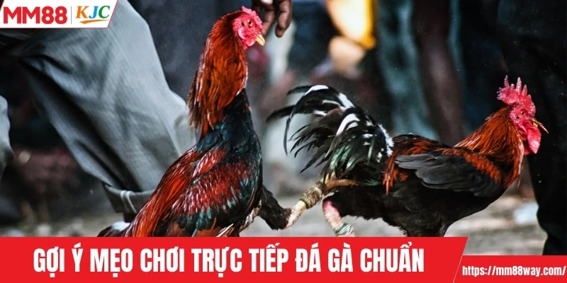 Gợi ý mẹo chơi trực tiếp đá gà chuẩn