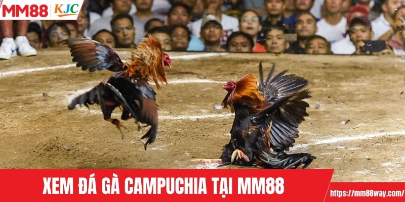 Xem đá gà Campuchia tại MM88